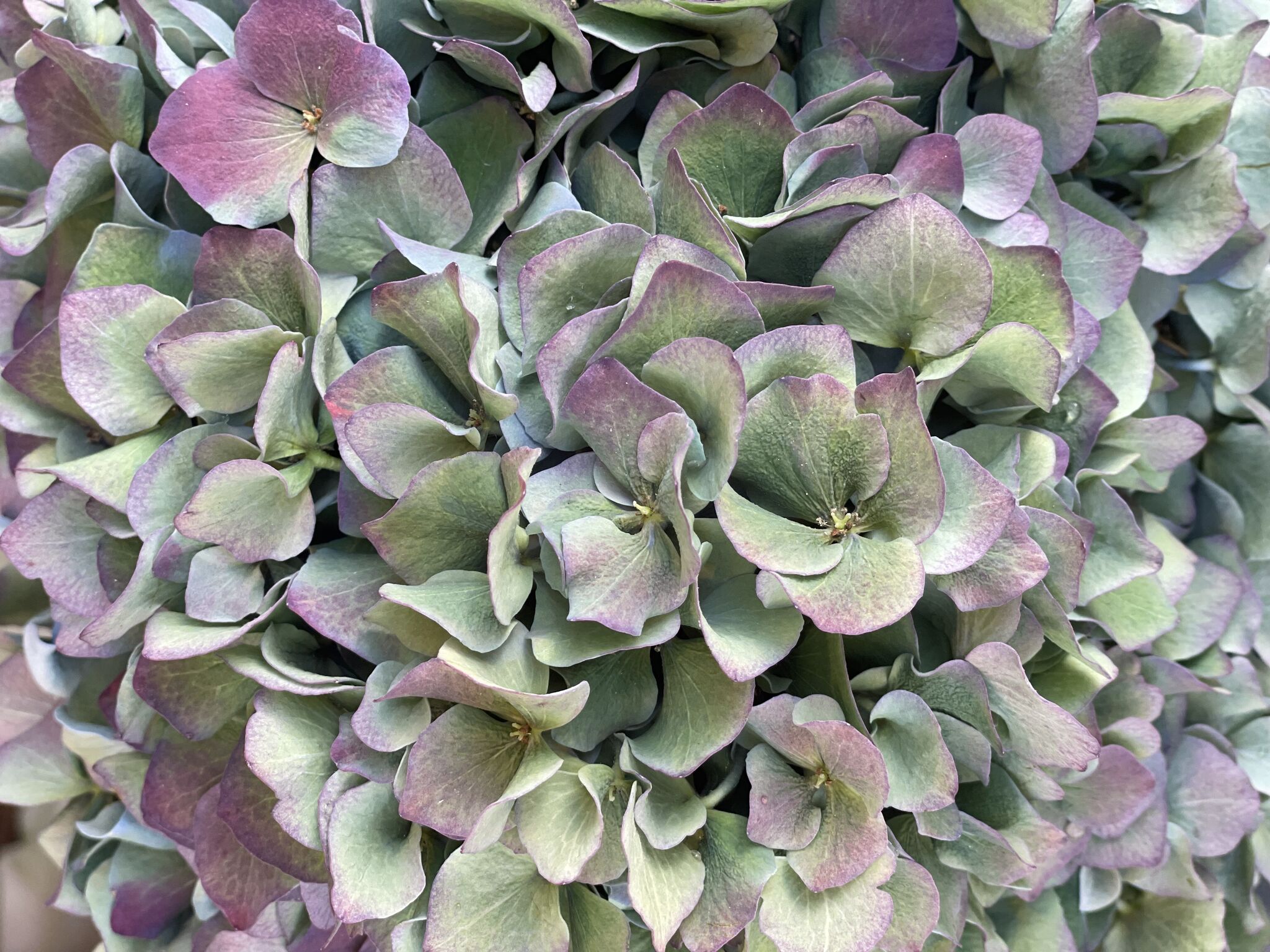 HORTENSIAS UNITED KITCHENS