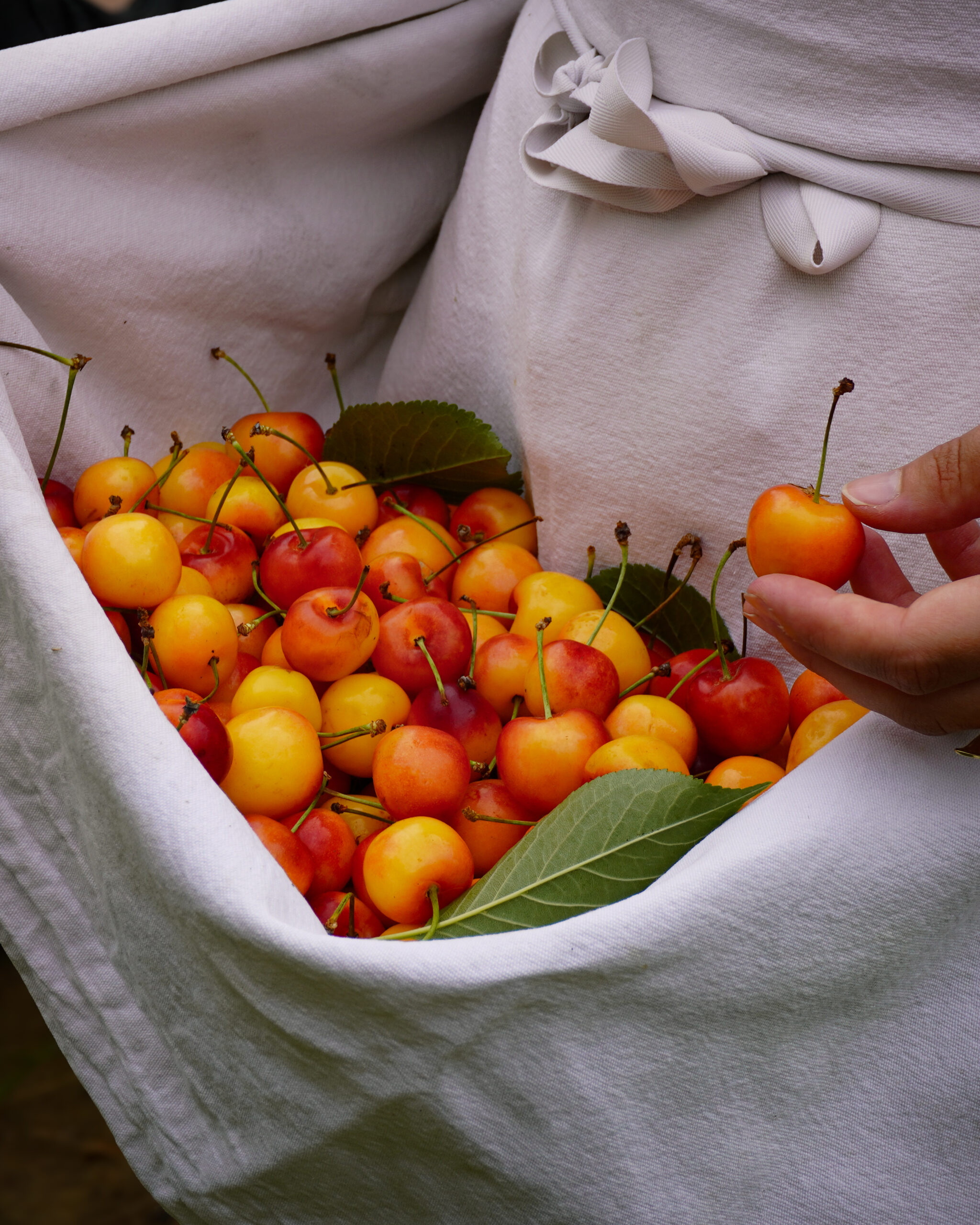 Ingrédients locaux et de saison United Kitchens, cuisine durable et responsable"